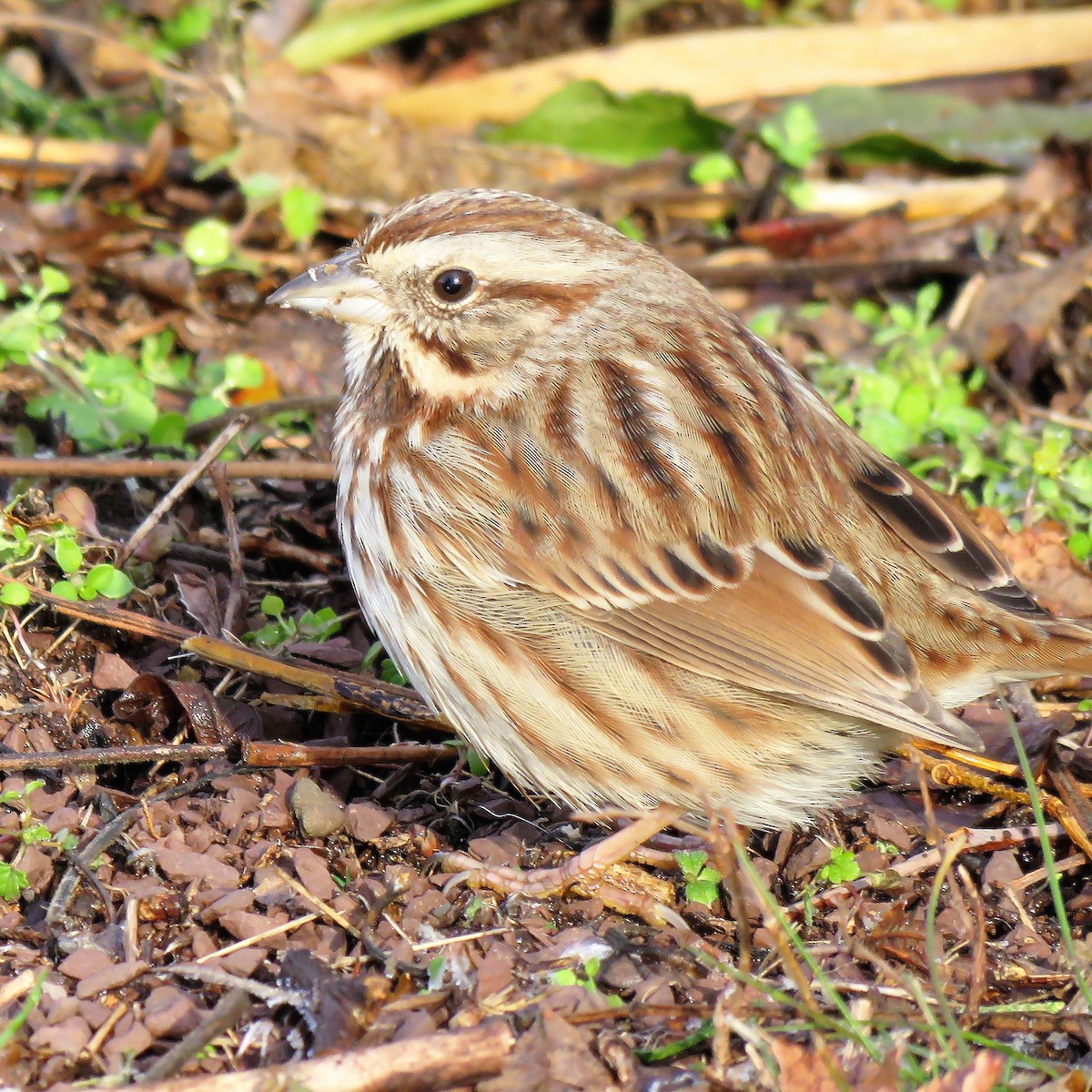 Song Sparrow - ML293118991