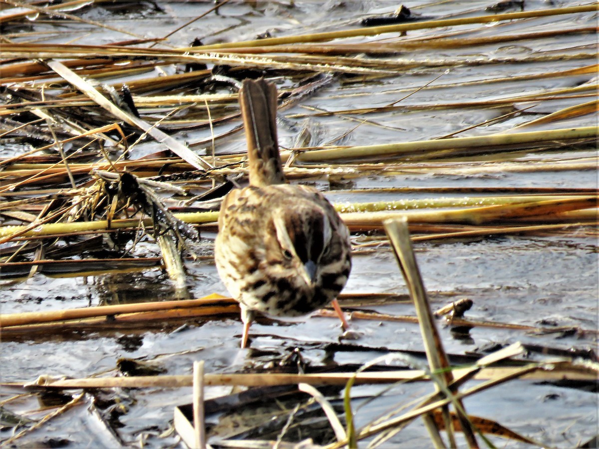 Song Sparrow - ML293119221