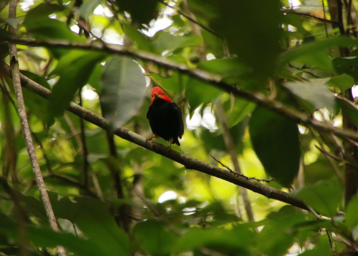 Red-capped Manakin - ML293119951