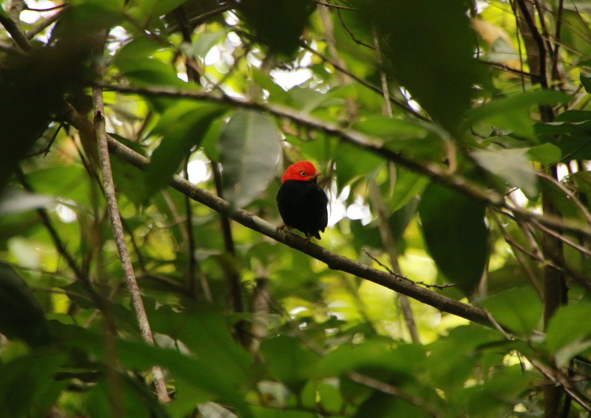 Red-capped Manakin - ML293120261