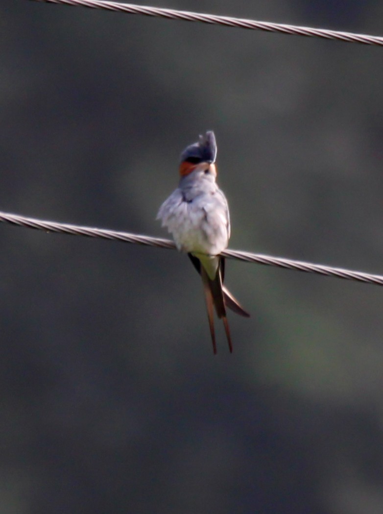 Crested Treeswift - Venkat P