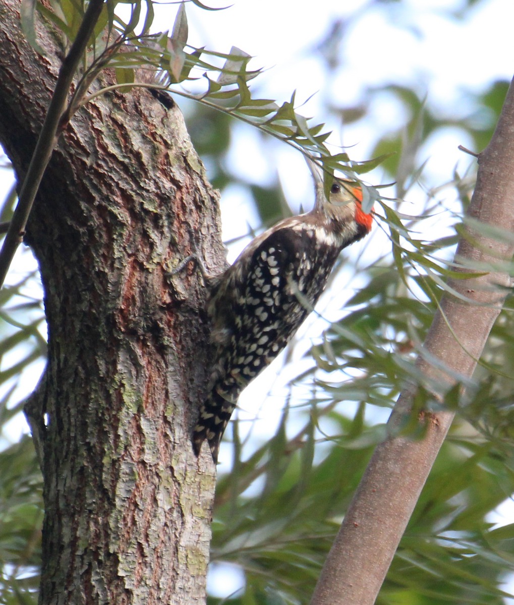 Yellow-crowned Woodpecker - ML293121121