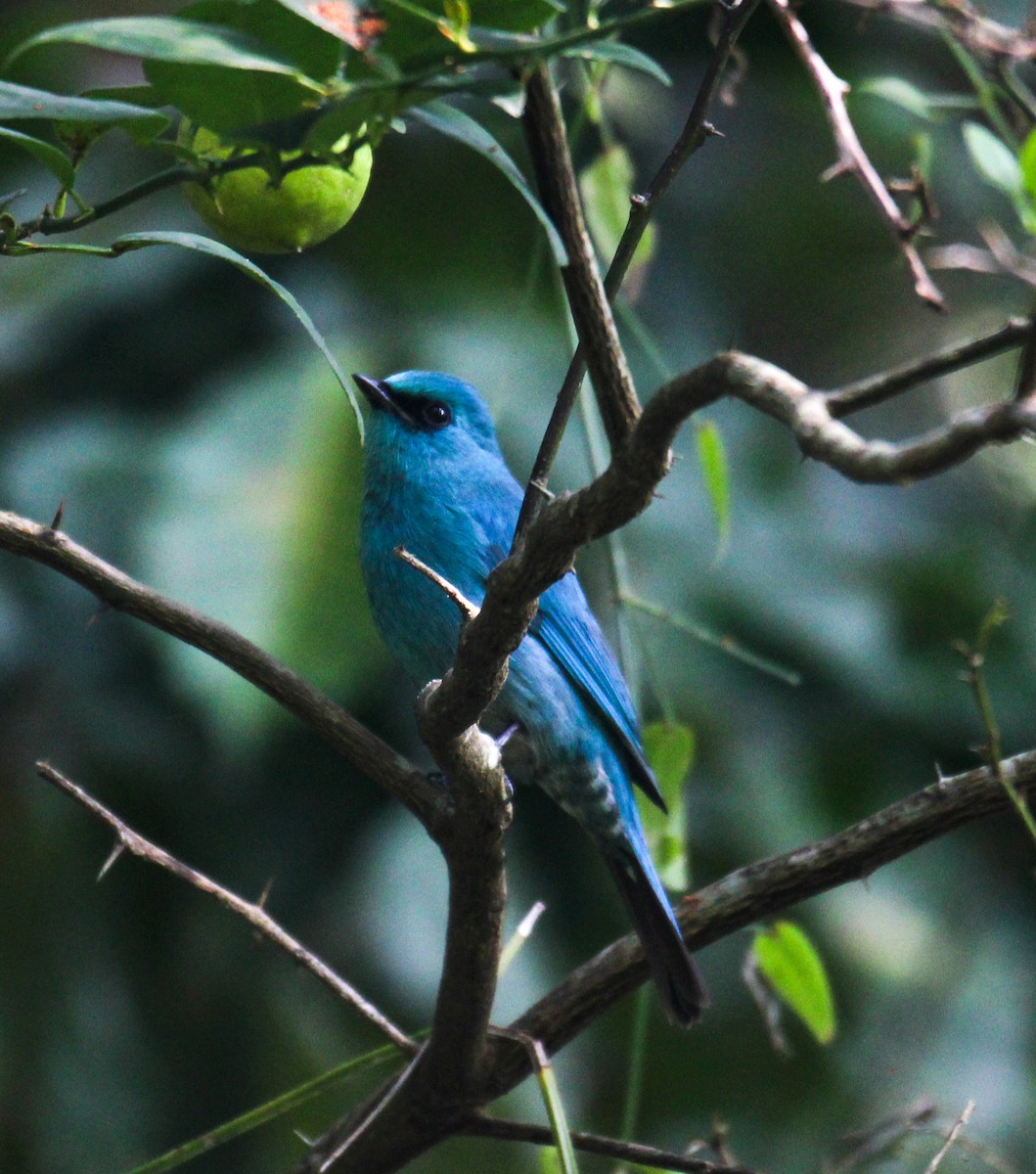 Verditer Flycatcher - ML293122371