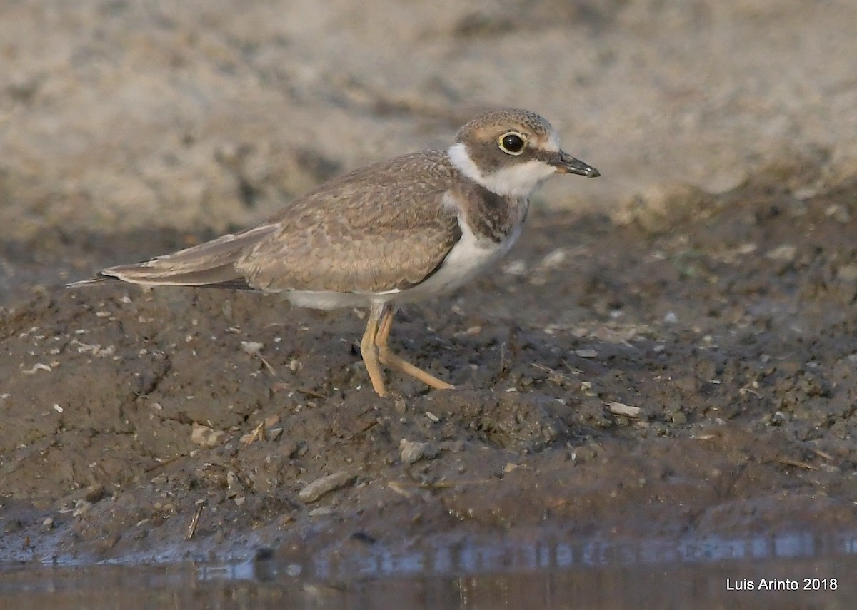 Little Ringed Plover - Luis Arinto