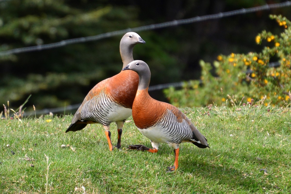 Ashy-headed Goose - Gerd Schön