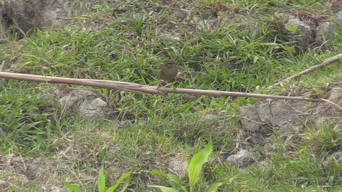 Smoky Warbler - PETER FRASER