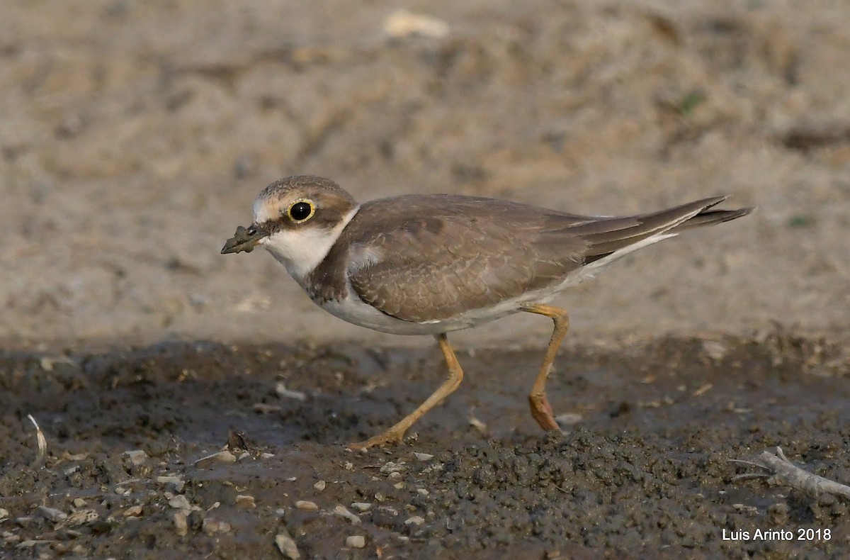 Little Ringed Plover - Luis Arinto