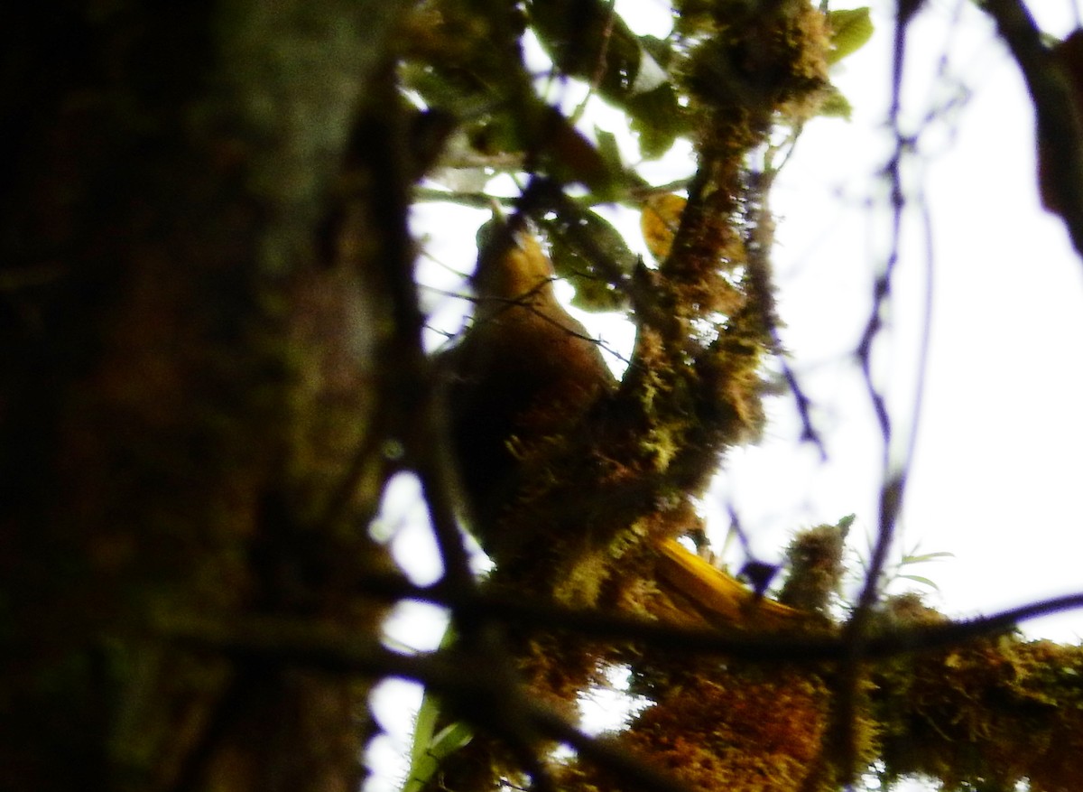 Russet-backed Oropendola - ML293123981