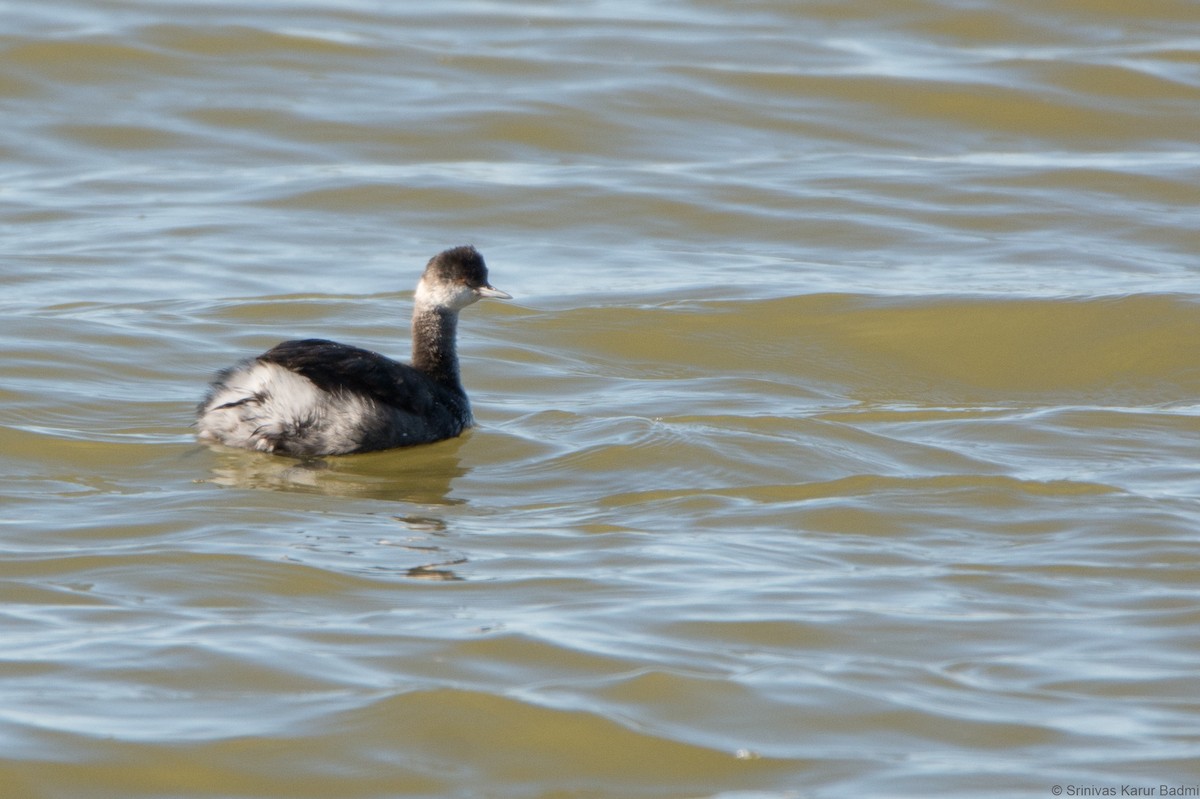Eared Grebe - ML293124231