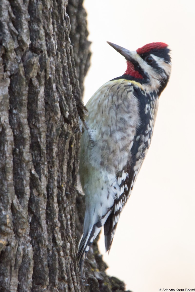 Yellow-bellied Sapsucker - ML293124391