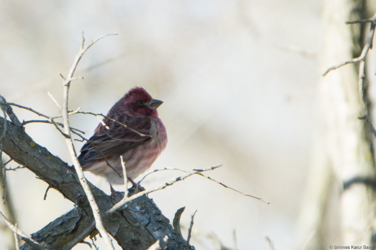 Purple Finch - ML293124551