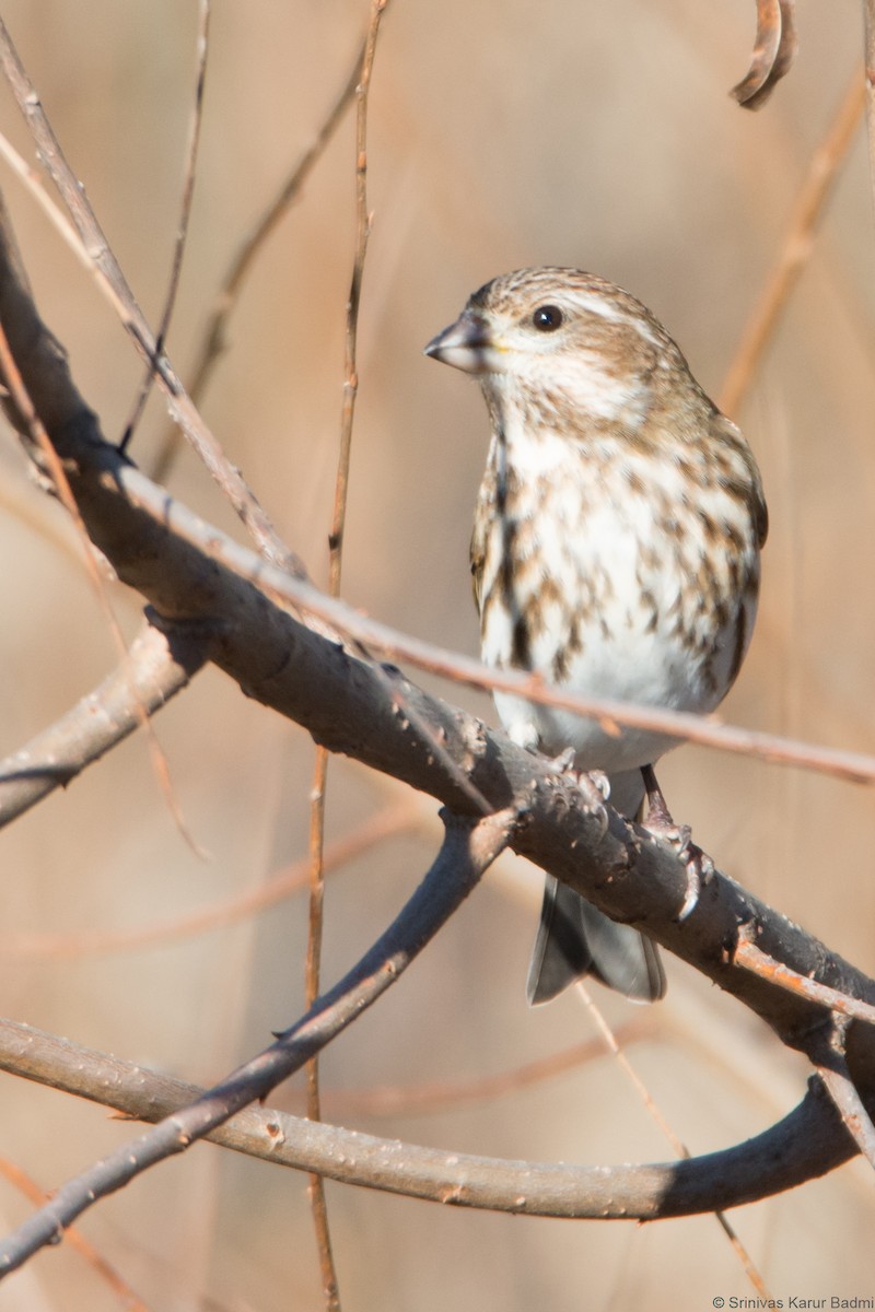 Purple Finch - ML293124571
