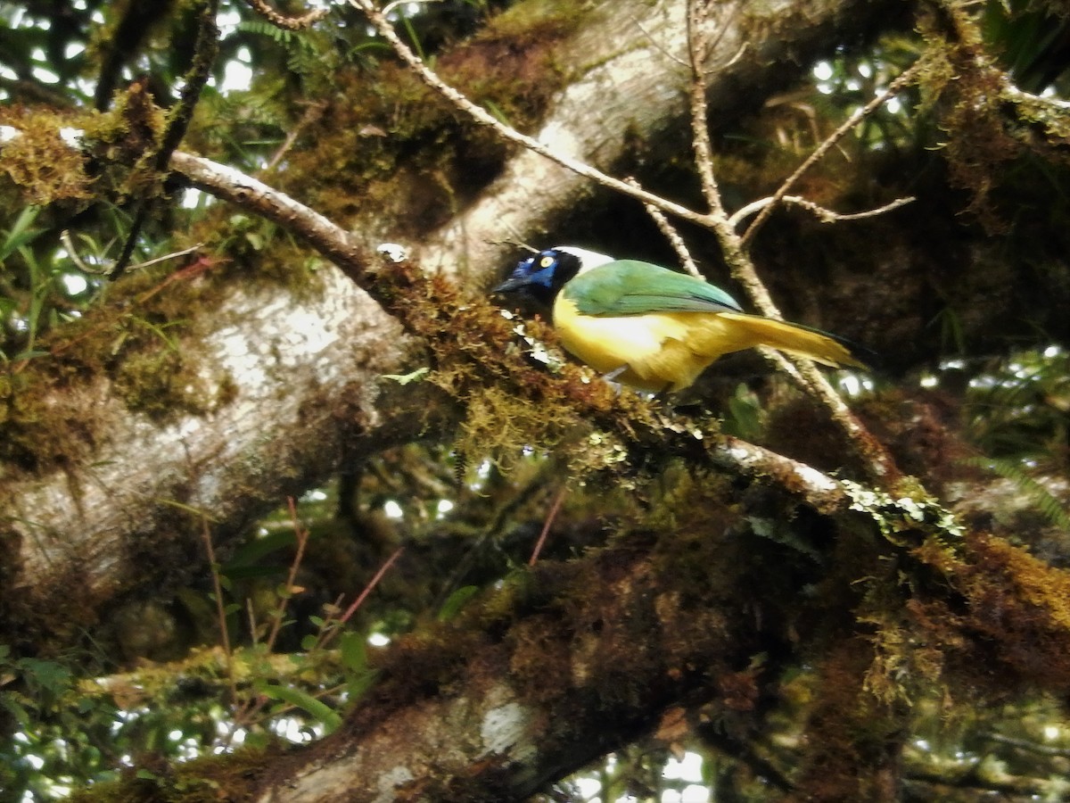 Green Jay - ML293124621