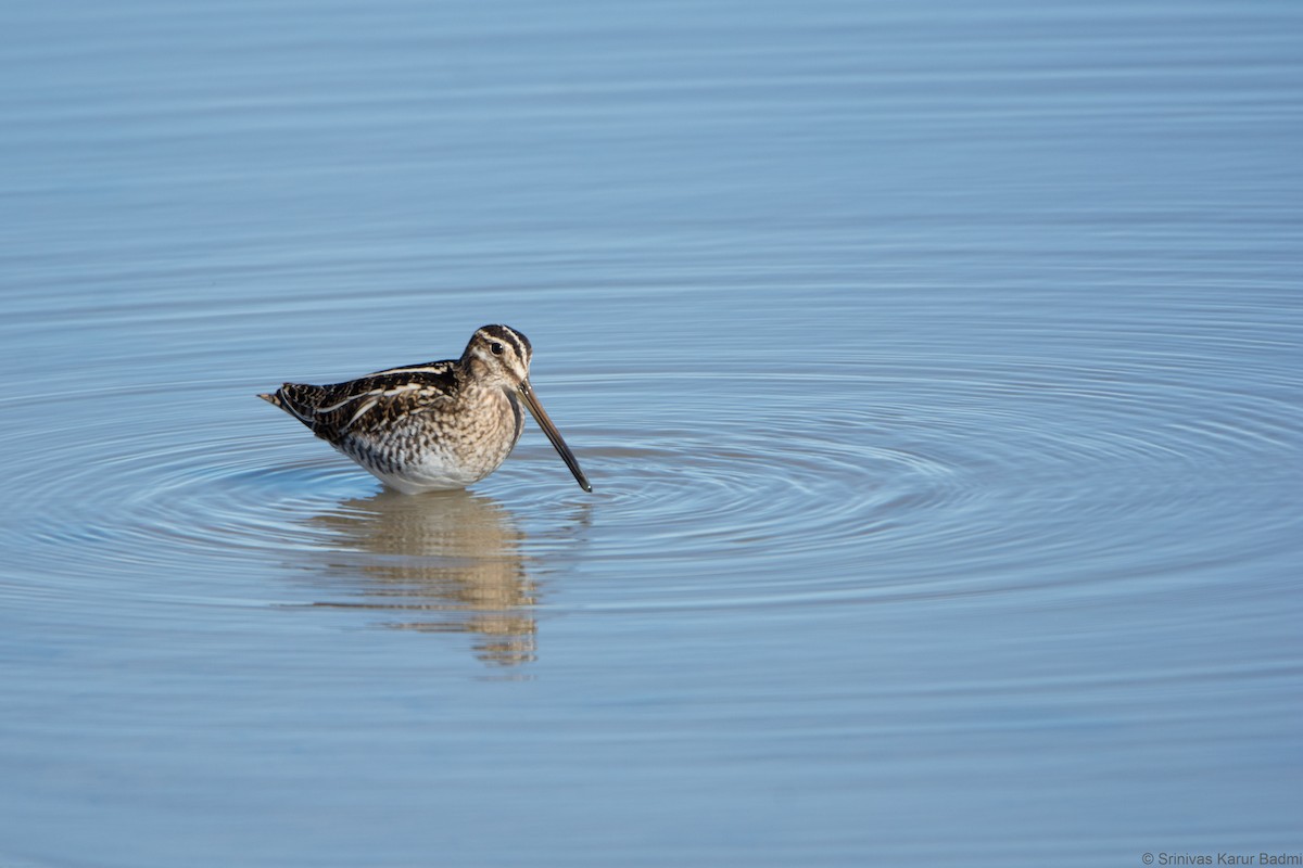 Wilson's Snipe - ML293124991