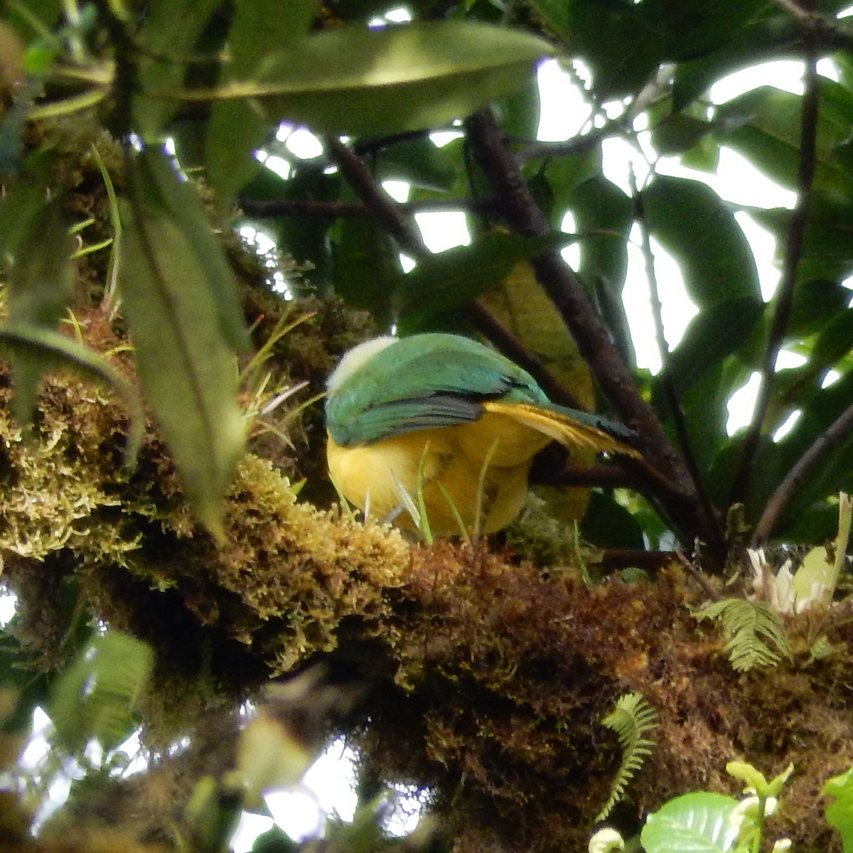 Green Jay - ML293125181