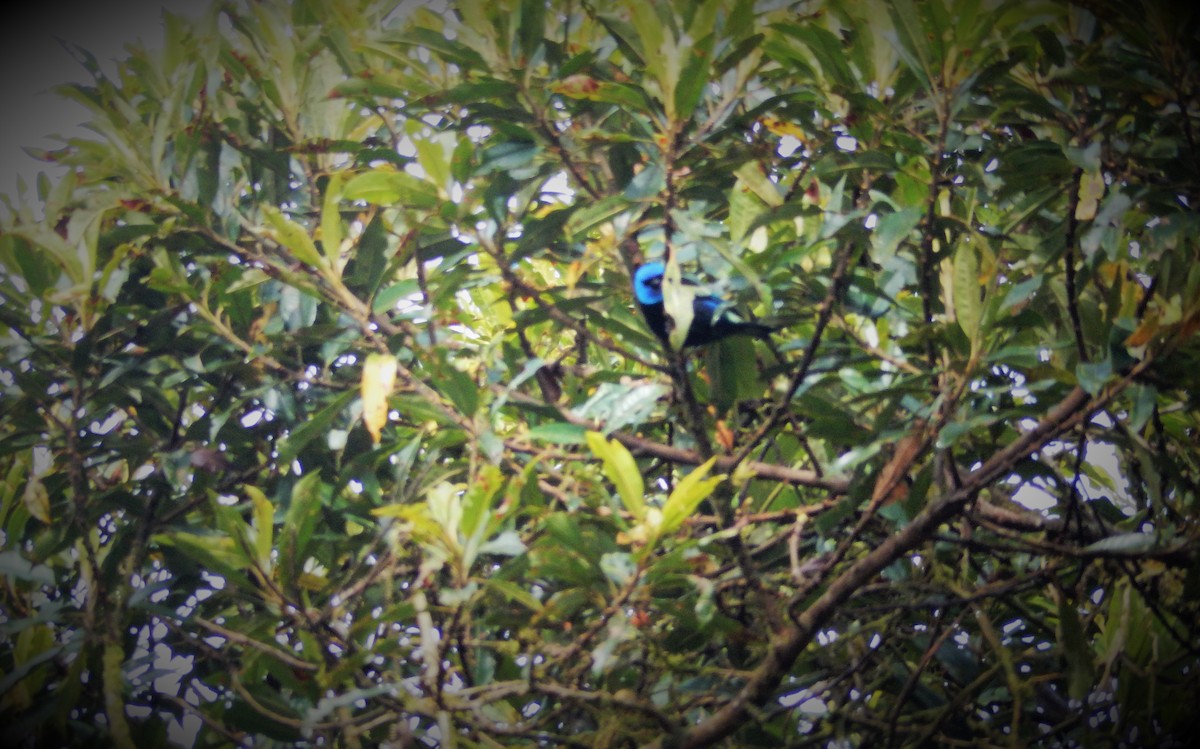 Blue-necked Tanager - ML293126061