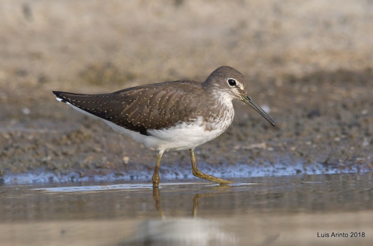 Green Sandpiper - ML293126121