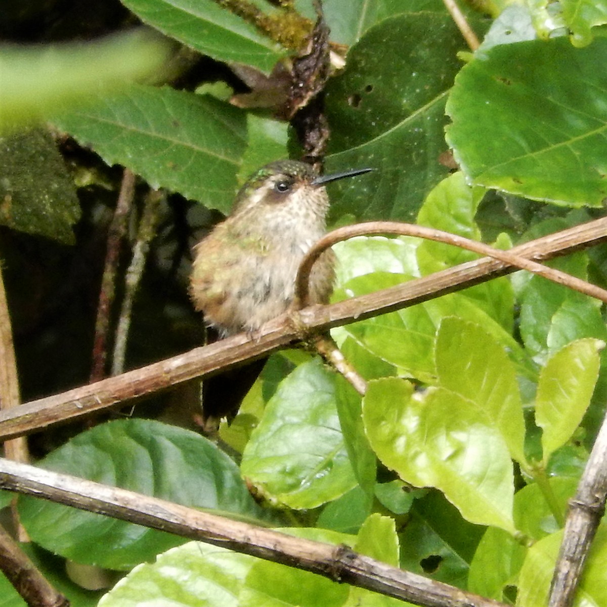 Speckled Hummingbird - ML293126351