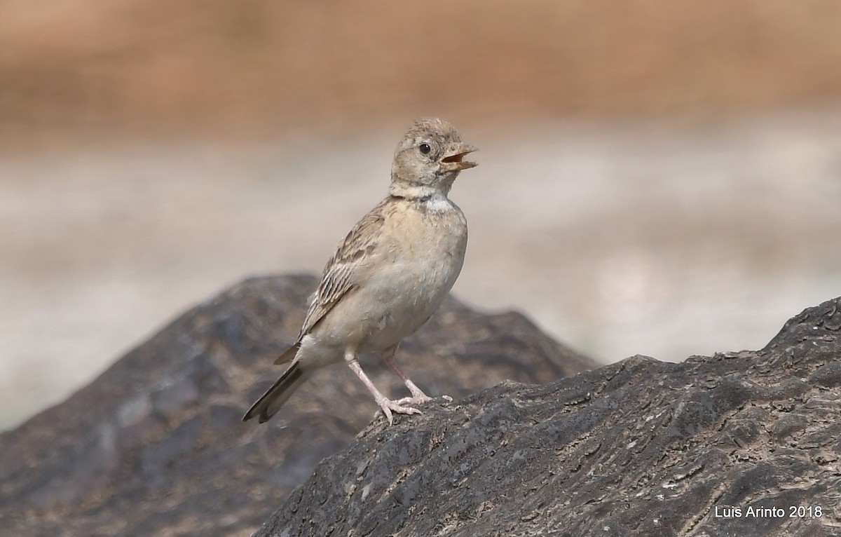 Greater Short-toed Lark - Luis Arinto