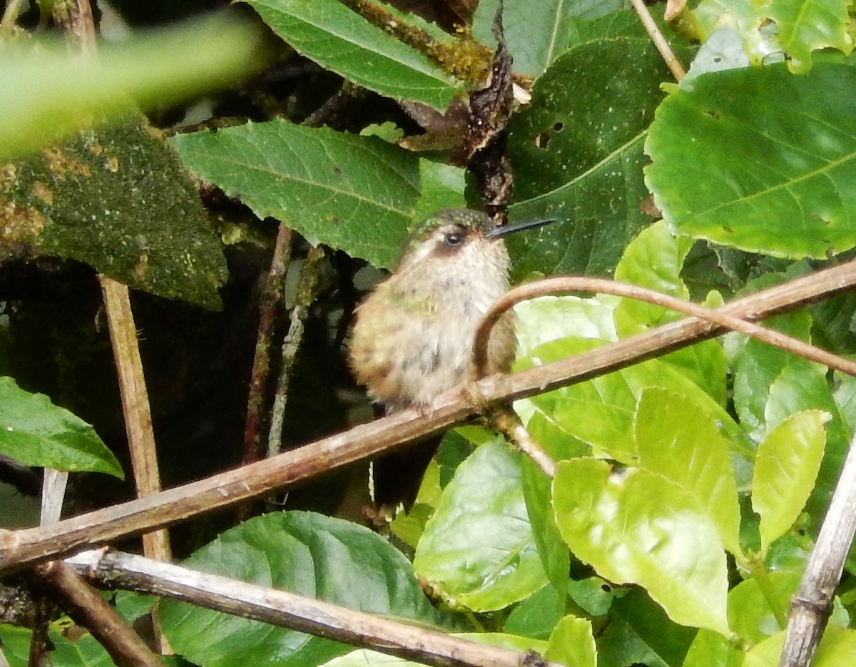 Speckled Hummingbird - ML293126661