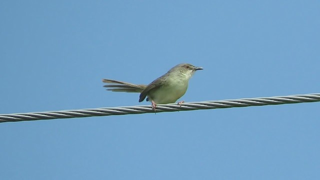 Jungle Prinia - ML293126741