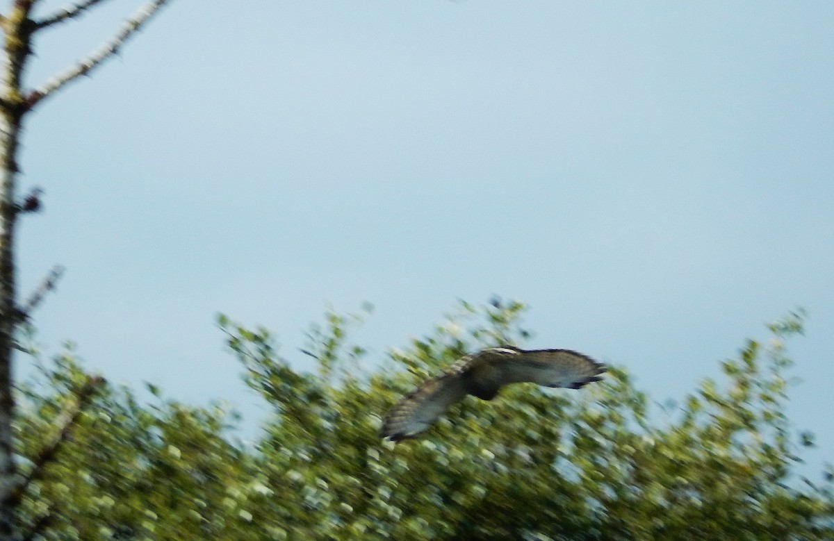 Broad-winged Hawk - ML293127341