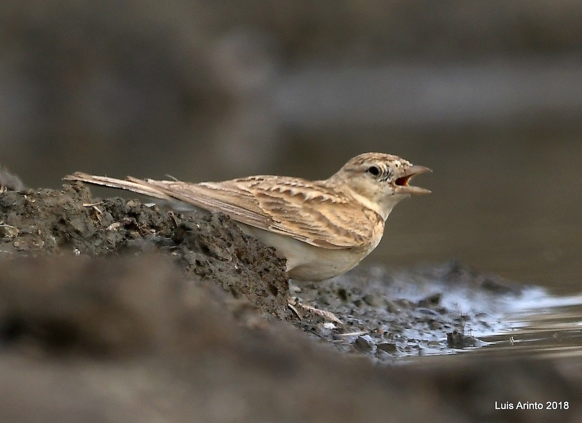 Greater Short-toed Lark - Luis Arinto