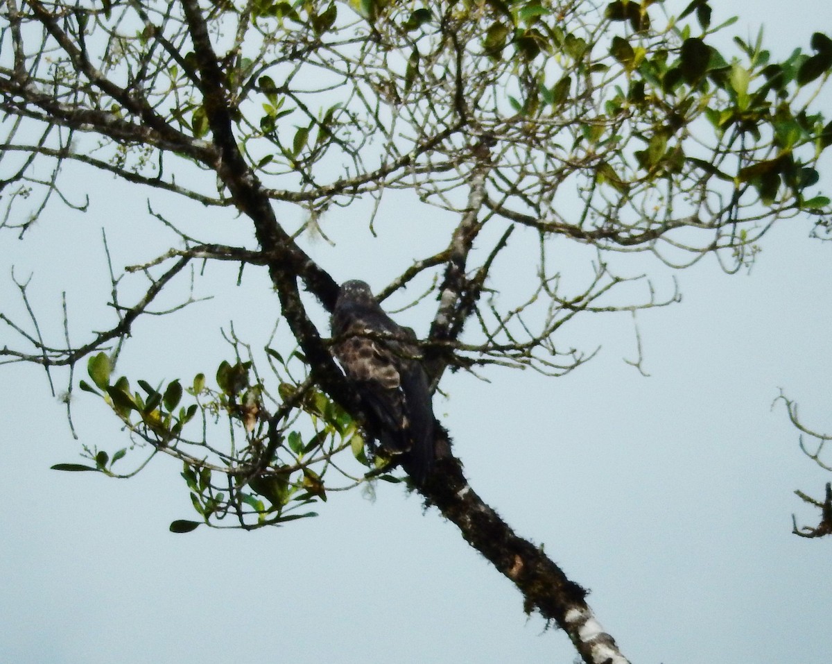 Broad-winged Hawk - ML293127871