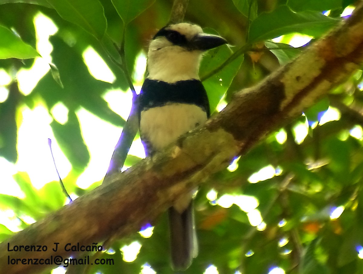 White-necked Puffbird - Lorenzo Calcaño