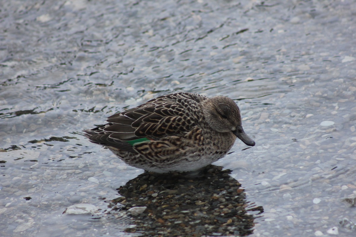 Ногоохон нугас - ML293128201