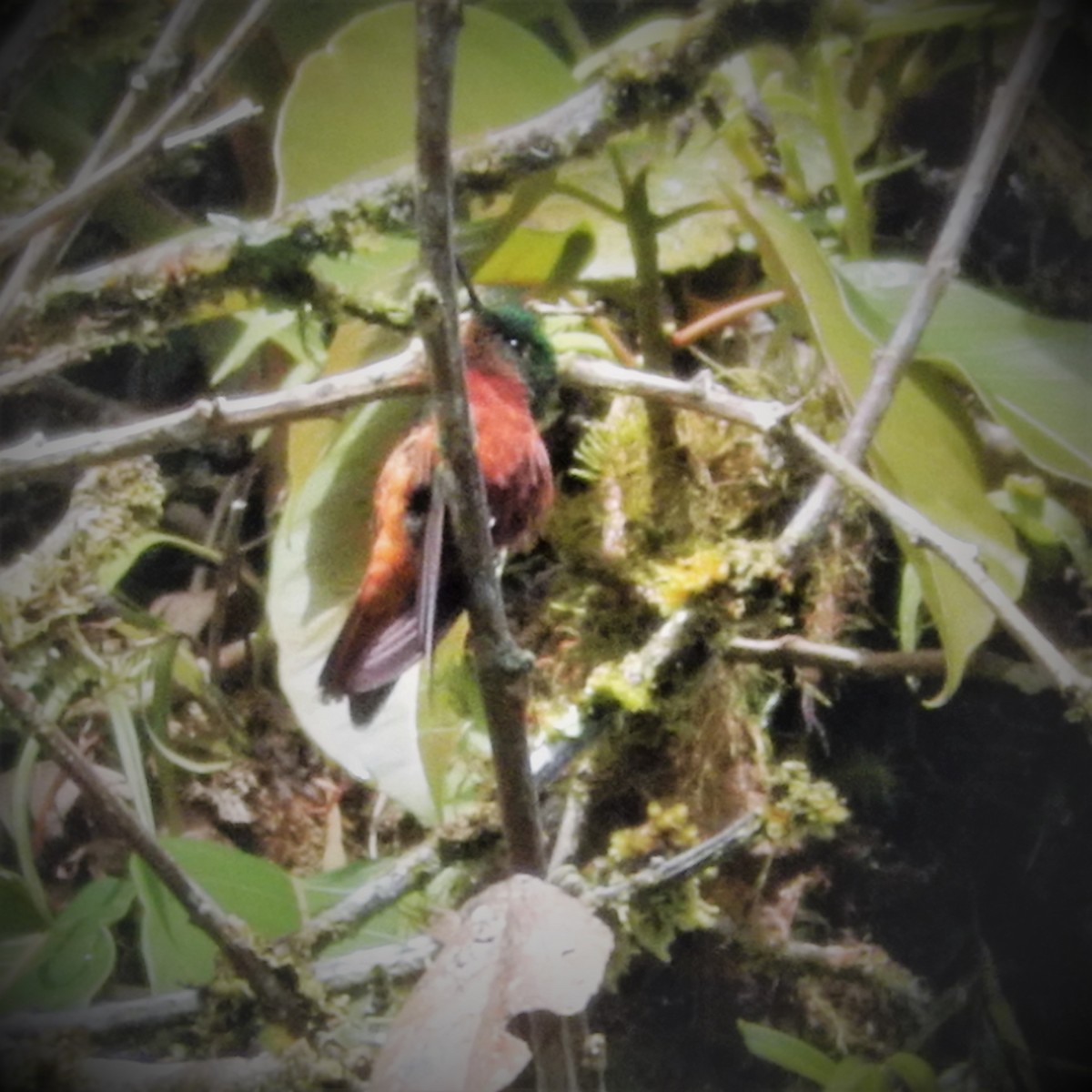 Chestnut-breasted Coronet - ML293128361