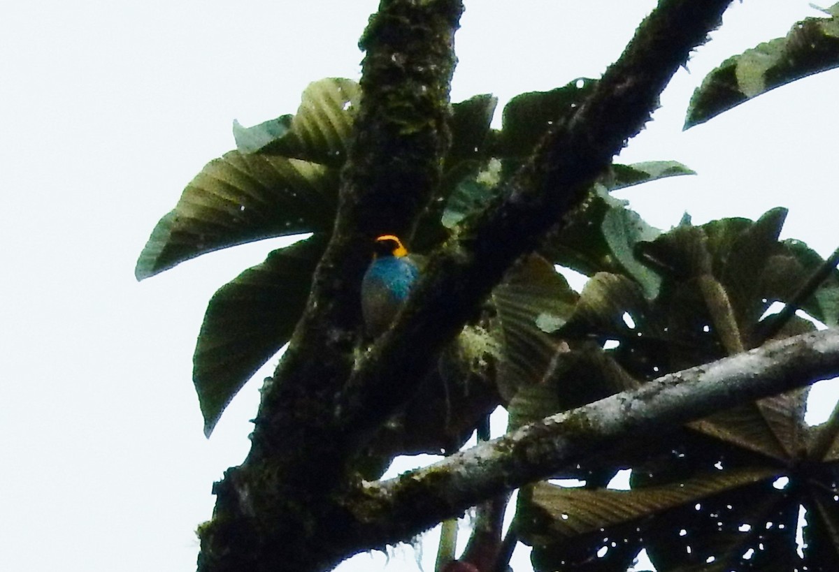 Saffron-crowned Tanager - ML293129141