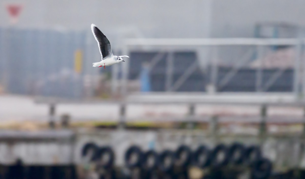 Little Gull - Matti Rekilä