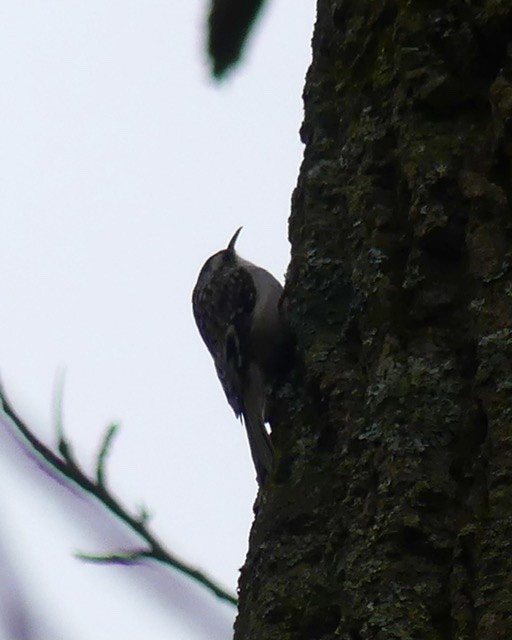 Brown Creeper - Russell Taylor