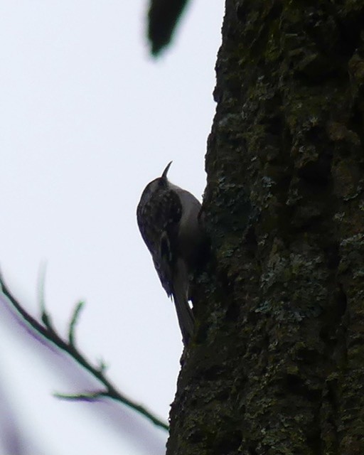 Brown Creeper - ML293129361