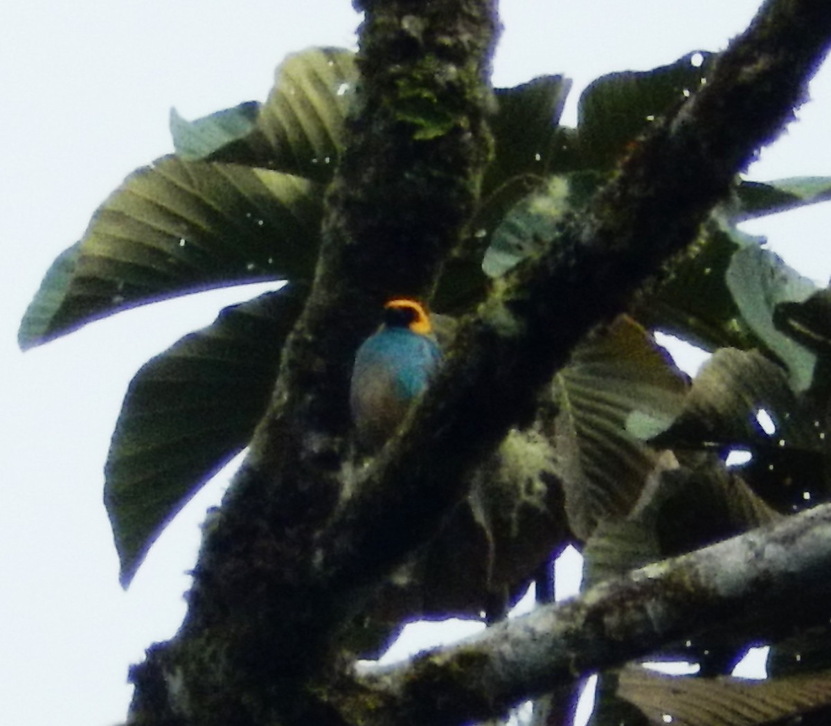 Saffron-crowned Tanager - ML293129371