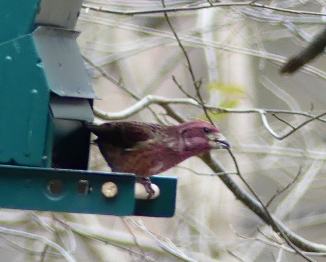 Purple Finch - ML293129461