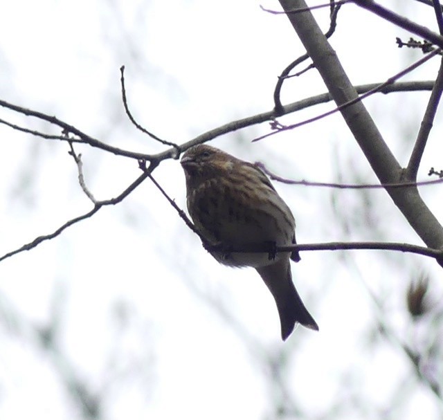 Purple Finch - Russell Taylor