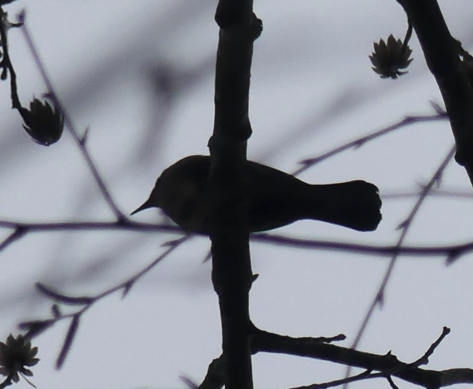 Rusty Blackbird - Russell Taylor