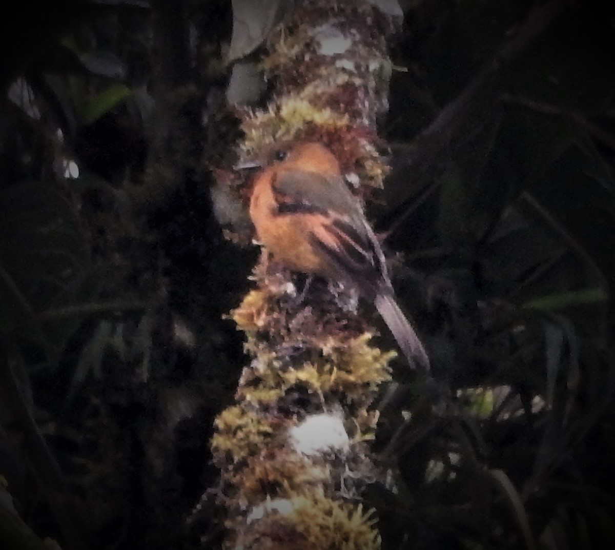 Cinnamon Flycatcher - ML293130021