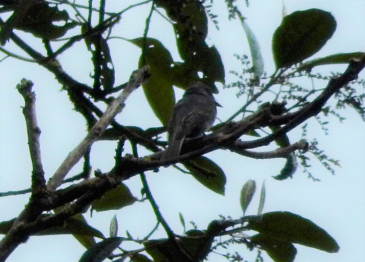 Smoke-colored Pewee - ML293131861