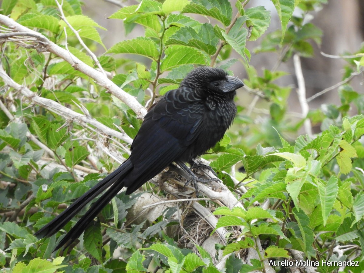 Groove-billed Ani - ML293133501