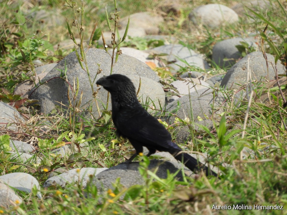 Groove-billed Ani - ML293133511