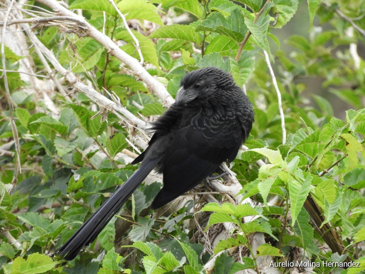 Groove-billed Ani - ML293133521