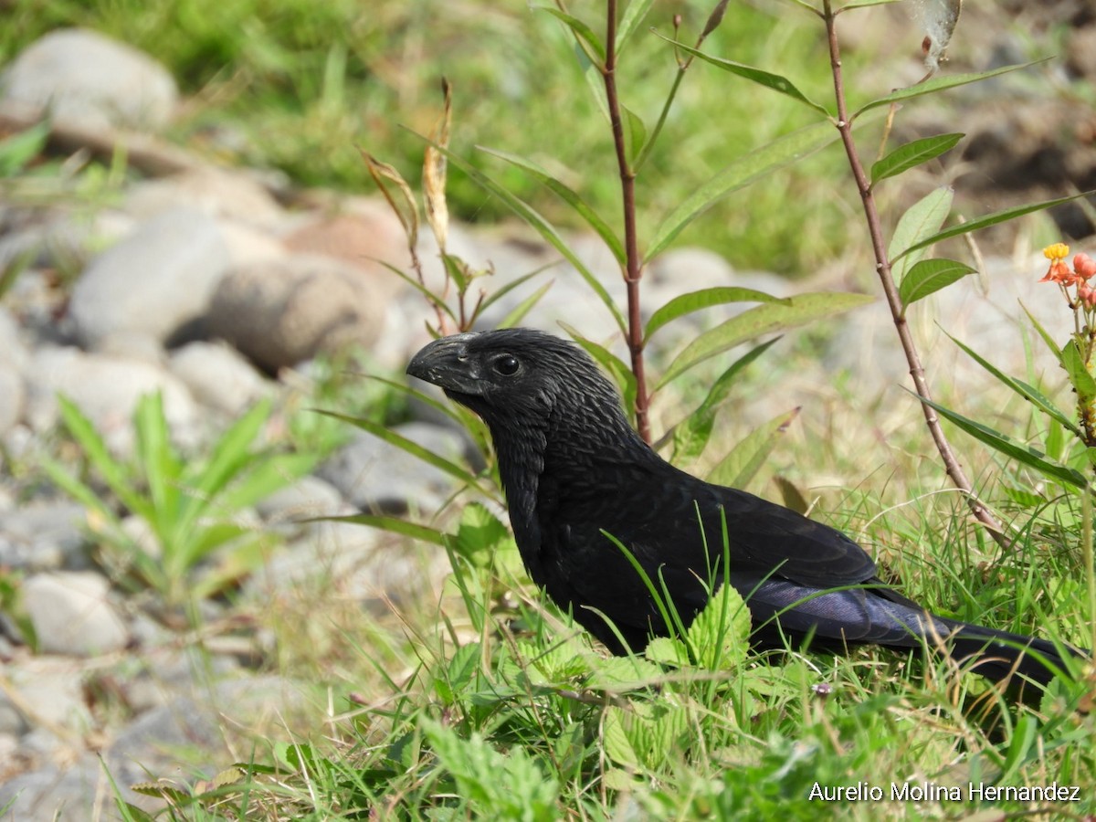 Groove-billed Ani - ML293133641