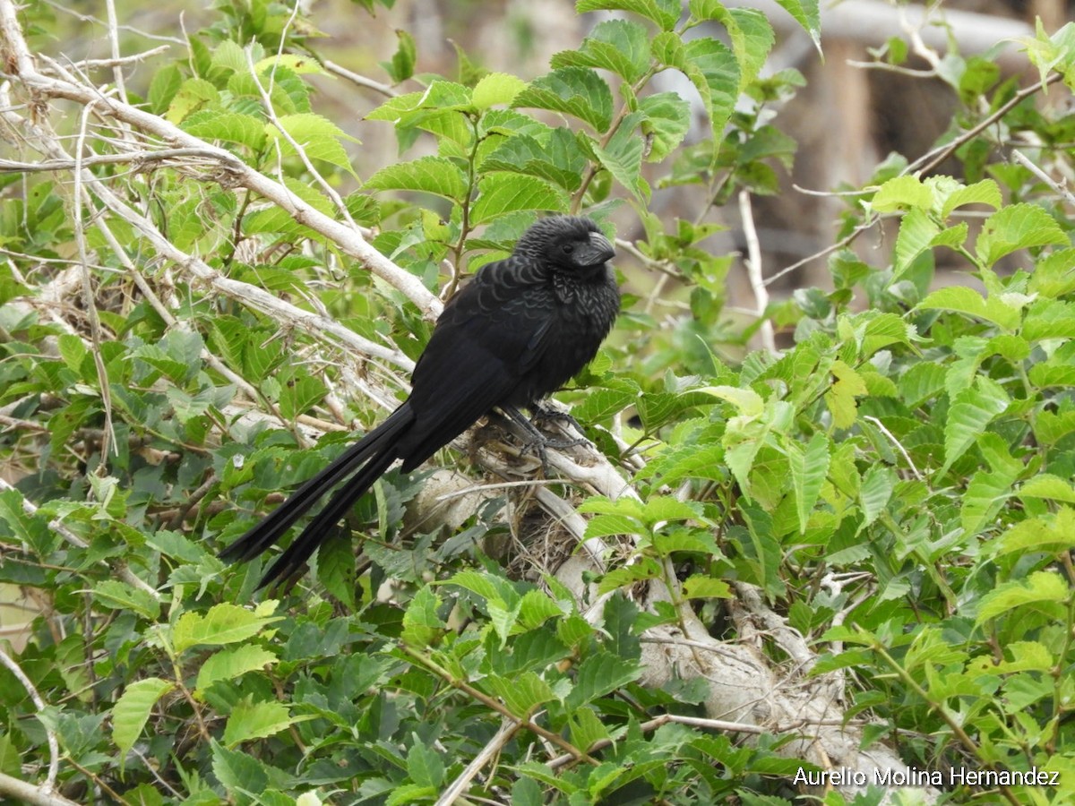 Groove-billed Ani - ML293133661