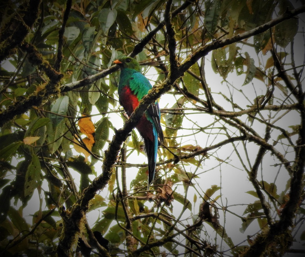 Golden-headed Quetzal - ML293133781