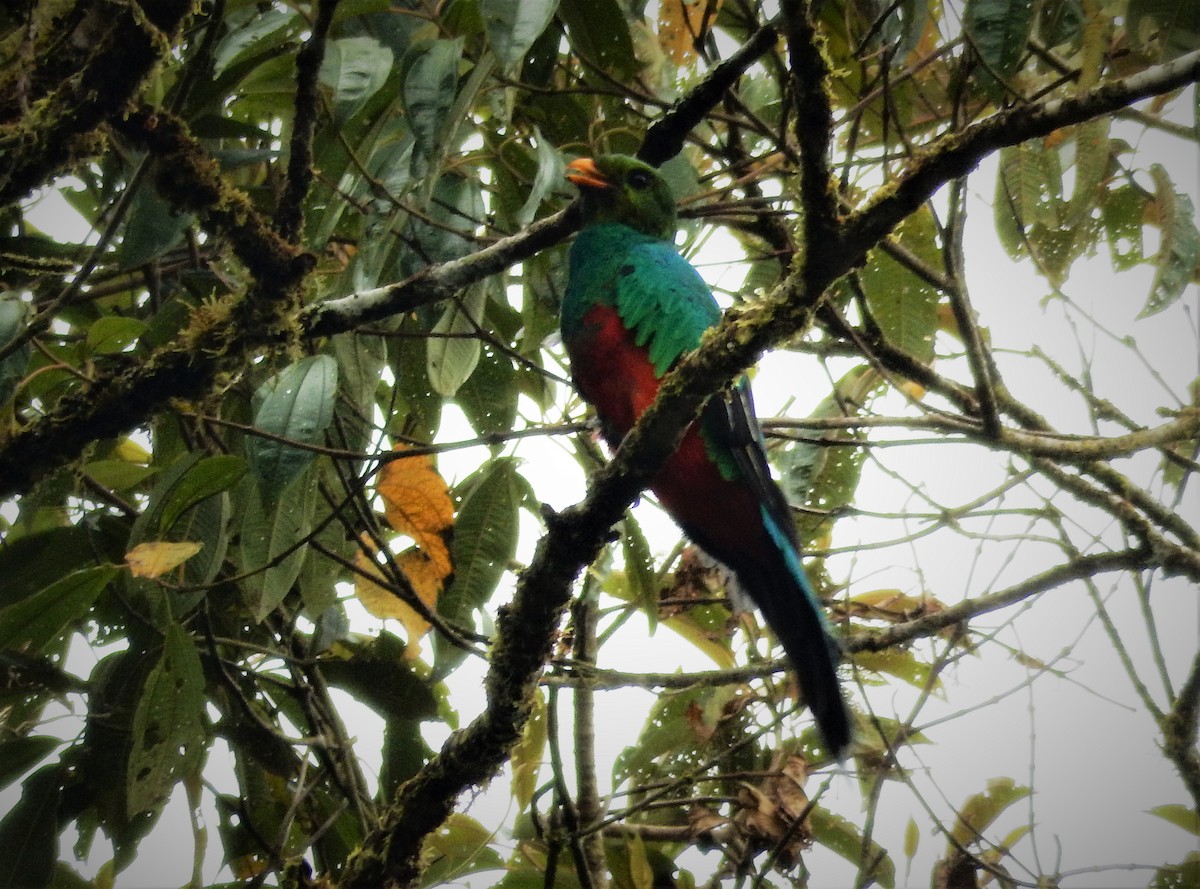 Golden-headed Quetzal - ML293134391