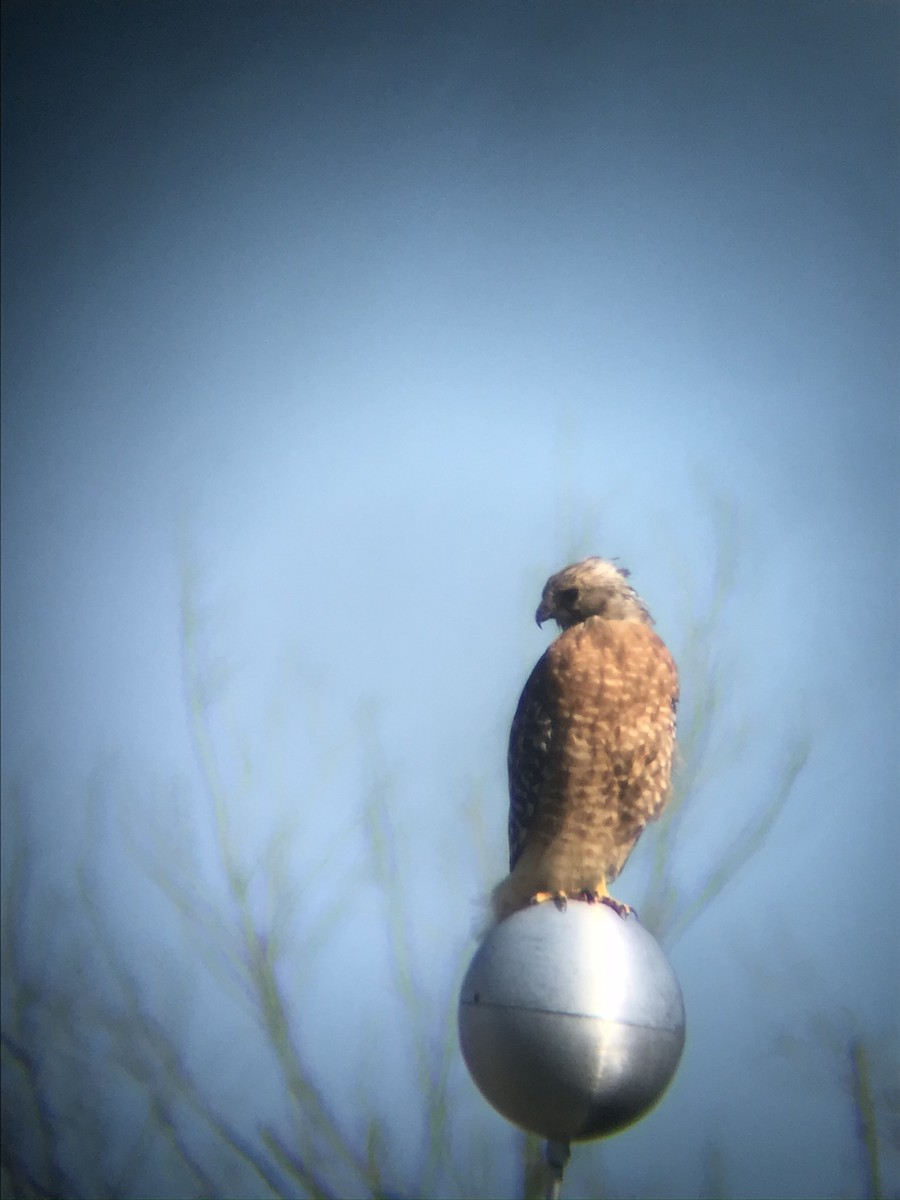 Red-shouldered Hawk (lineatus Group) - ML293134471
