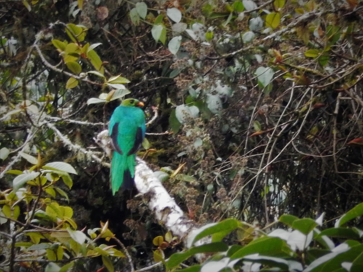 Golden-headed Quetzal - ML293134831
